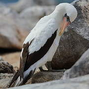 Nazca Booby