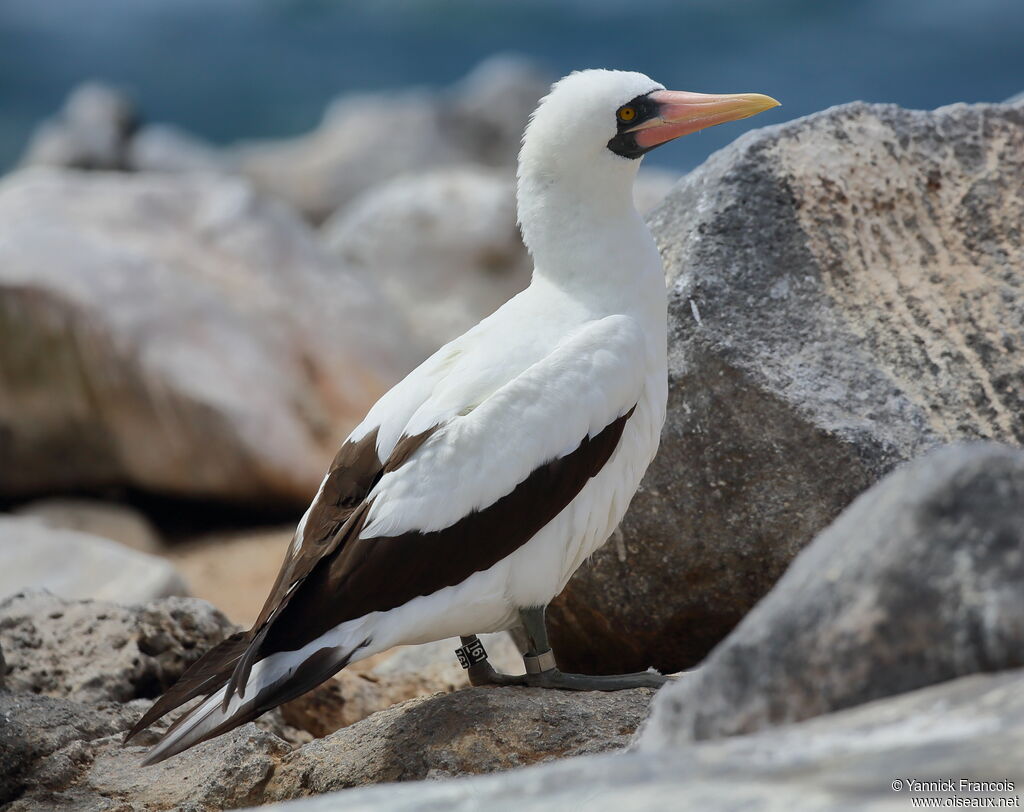 Fou de Grantadulte, identification, composition