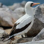 Nazca Booby