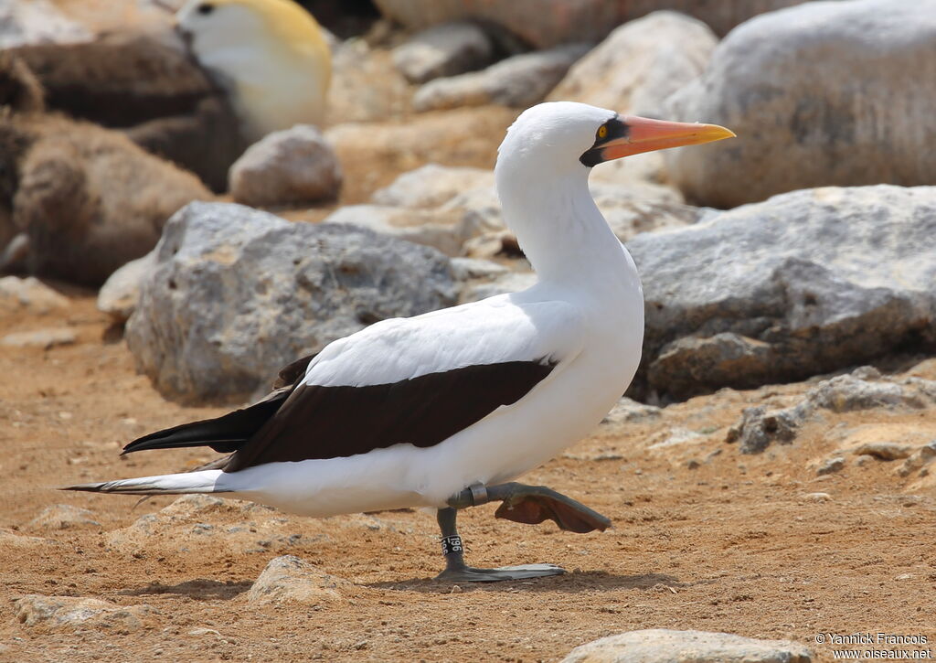 Nazca Boobyadult, identification, aspect