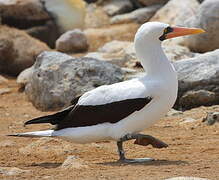 Nazca Booby