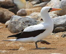 Nazca Booby