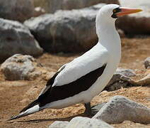 Nazca Booby