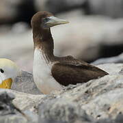 Nazca Booby