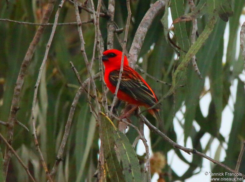 Red Fody male adult, habitat, aspect