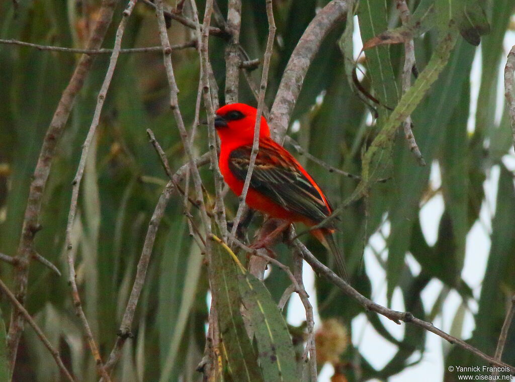 Red Fody male adult, habitat, aspect