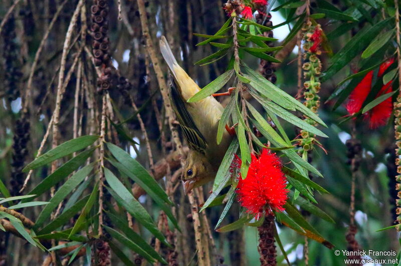 Red Fody female adult, habitat, aspect, eats