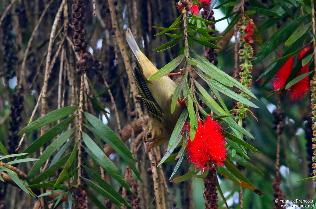 Foudi rouge femelle adulte, habitat, composition, mange