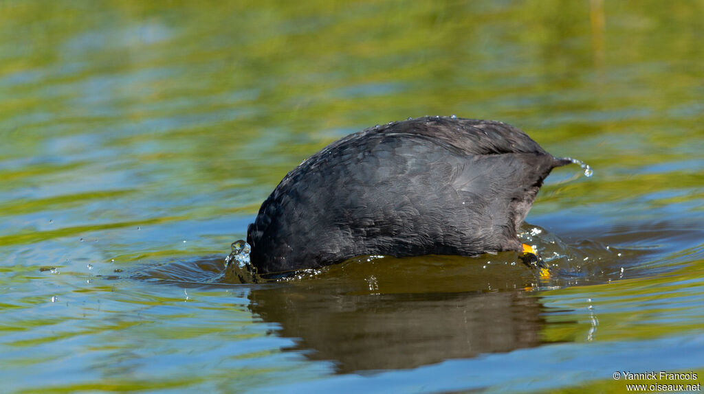 Foulque macrouleadulte, identification, composition