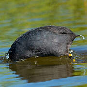 Eurasian Coot