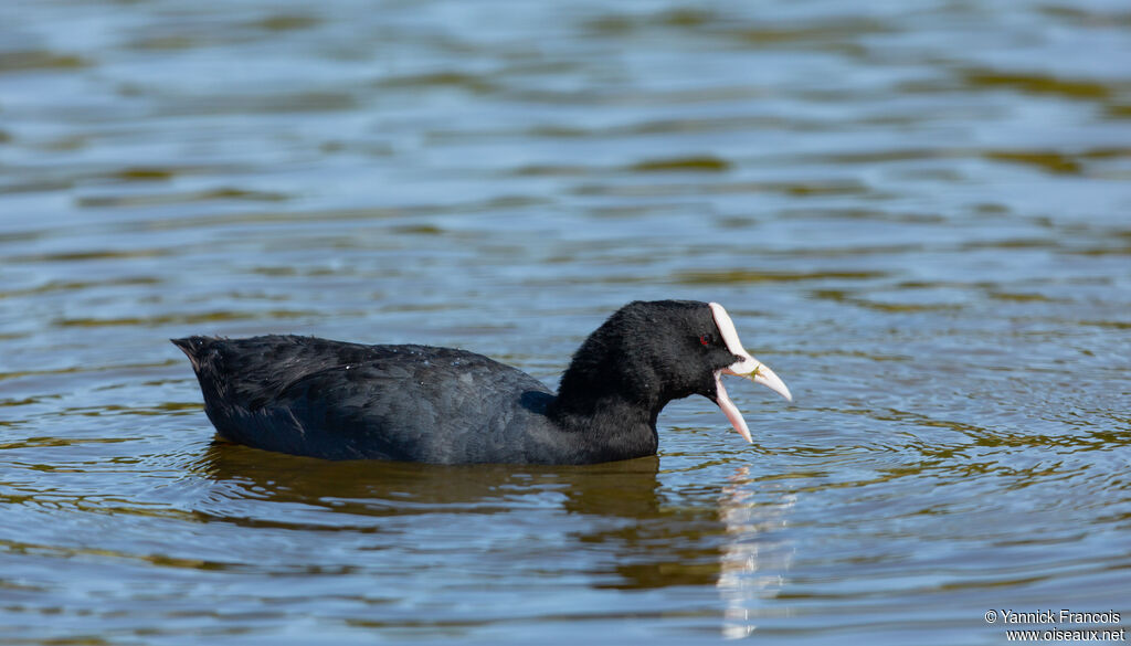 Foulque macrouleadulte, identification, composition, mange