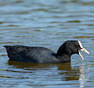 Eurasian Coot