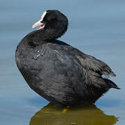 Eurasian Coot