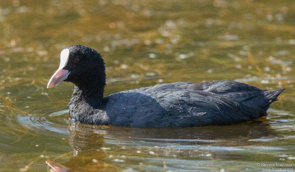Foulque macrouleadulte, identification, composition