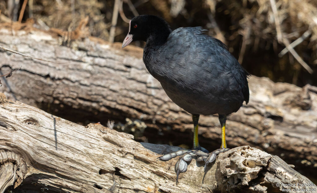 Foulque macrouleadulte, identification, composition