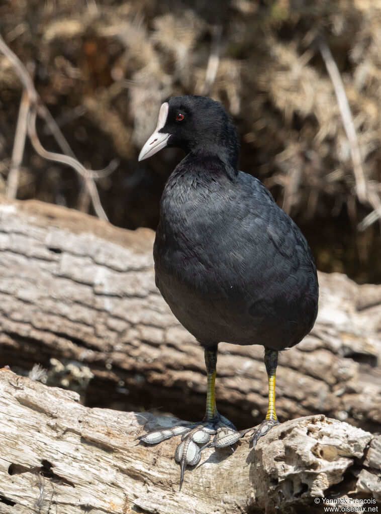 Foulque macrouleadulte, identification, composition