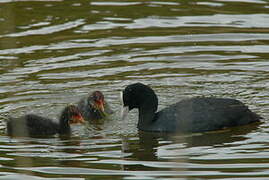 Eurasian Coot