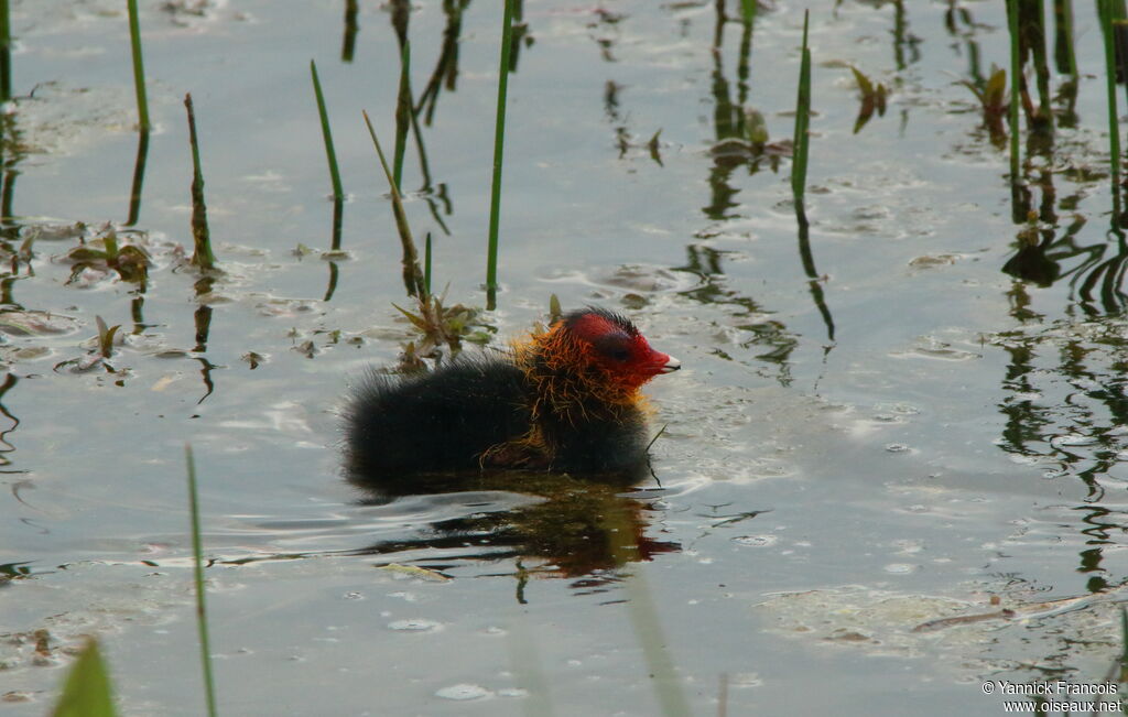 Eurasian CootPoussin, habitat, aspect, swimming