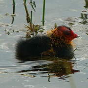 Eurasian Coot