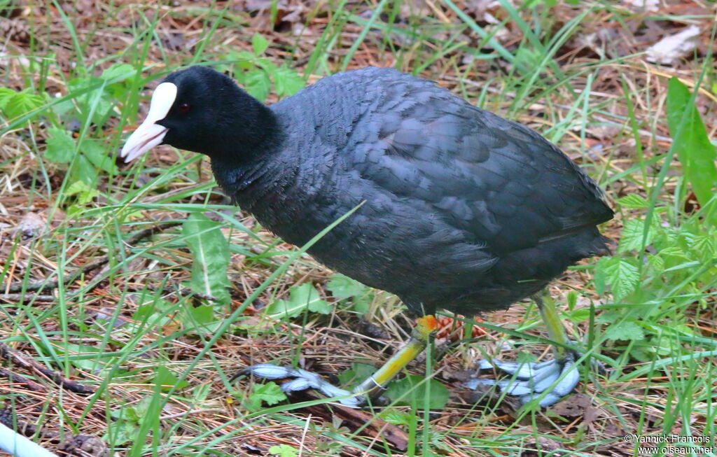 Foulque macrouleadulte, identification, composition