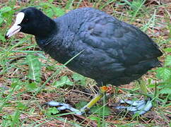 Eurasian Coot