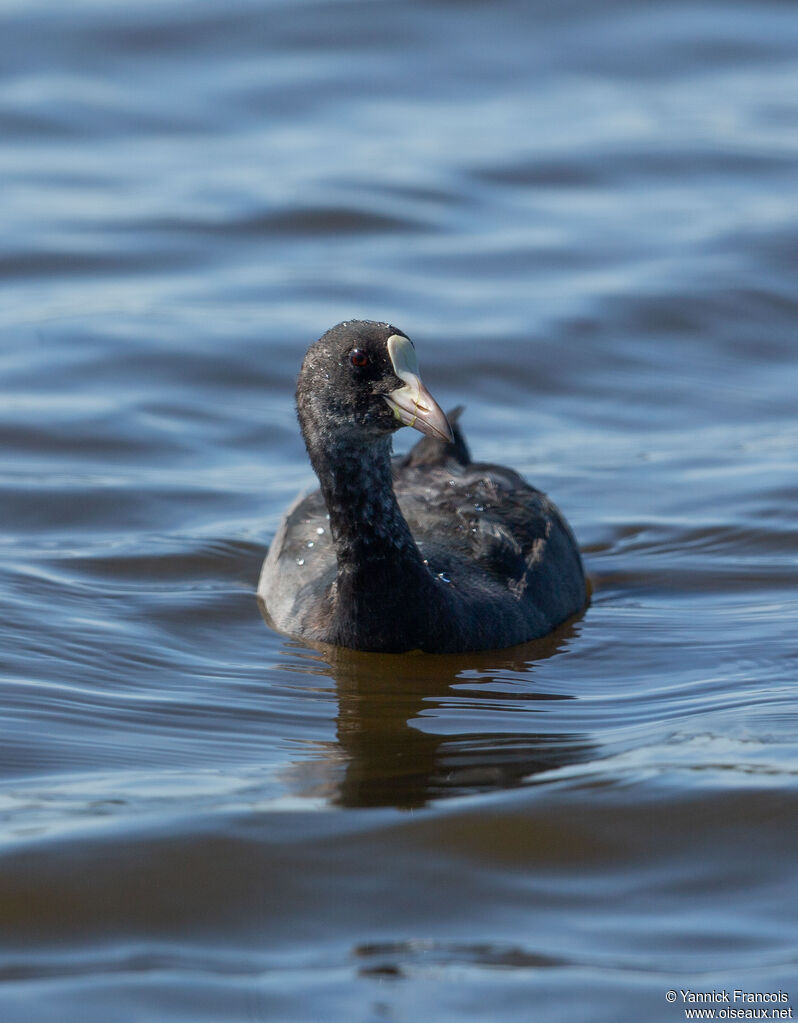 Foulque macroulesubadulte, identification, composition