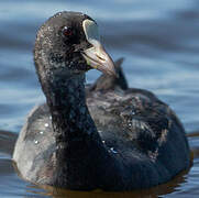 Eurasian Coot