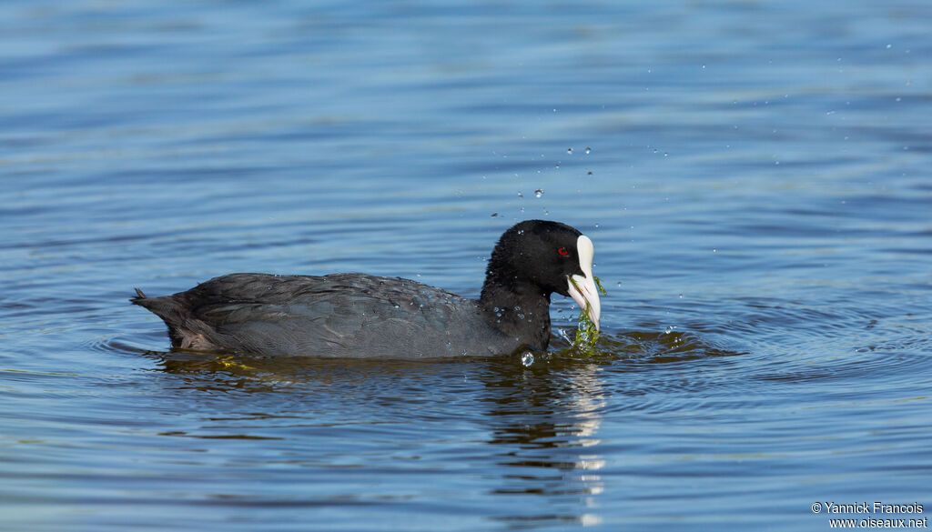Foulque macrouleadulte, identification, composition, mange