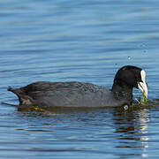 Eurasian Coot