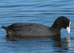 Eurasian Coot