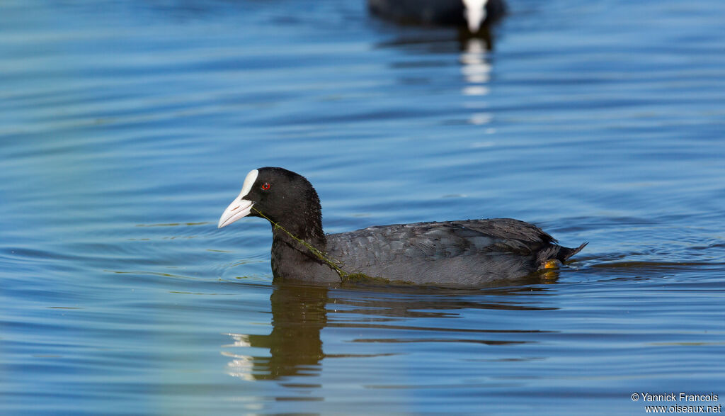 Foulque macrouleadulte, identification, composition, mange