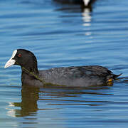 Eurasian Coot