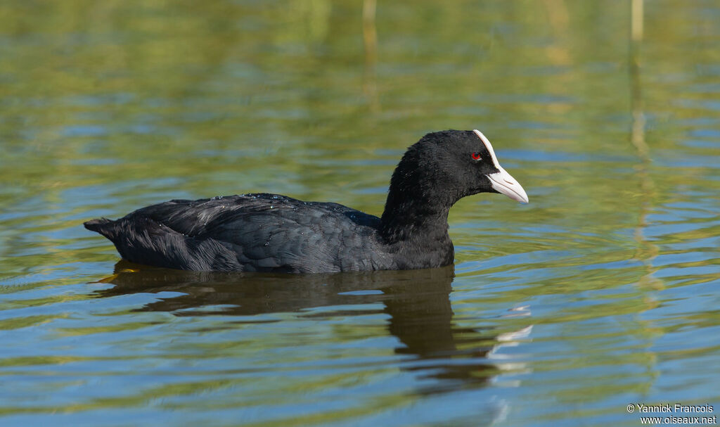 Foulque macrouleadulte, identification, composition