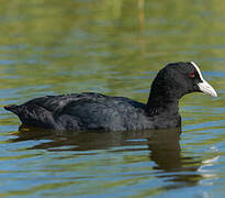 Eurasian Coot