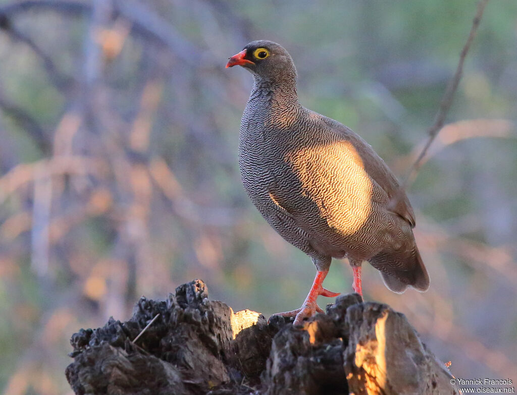 Francolin à bec rougeadulte, identification, composition