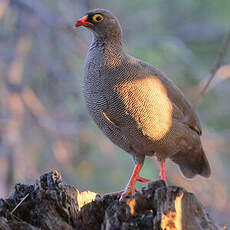 Francolin à bec rouge