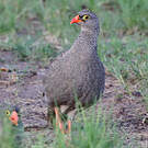 Francolin à bec rouge