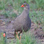 Francolin à bec rouge