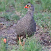 Red-billed Spurfowl