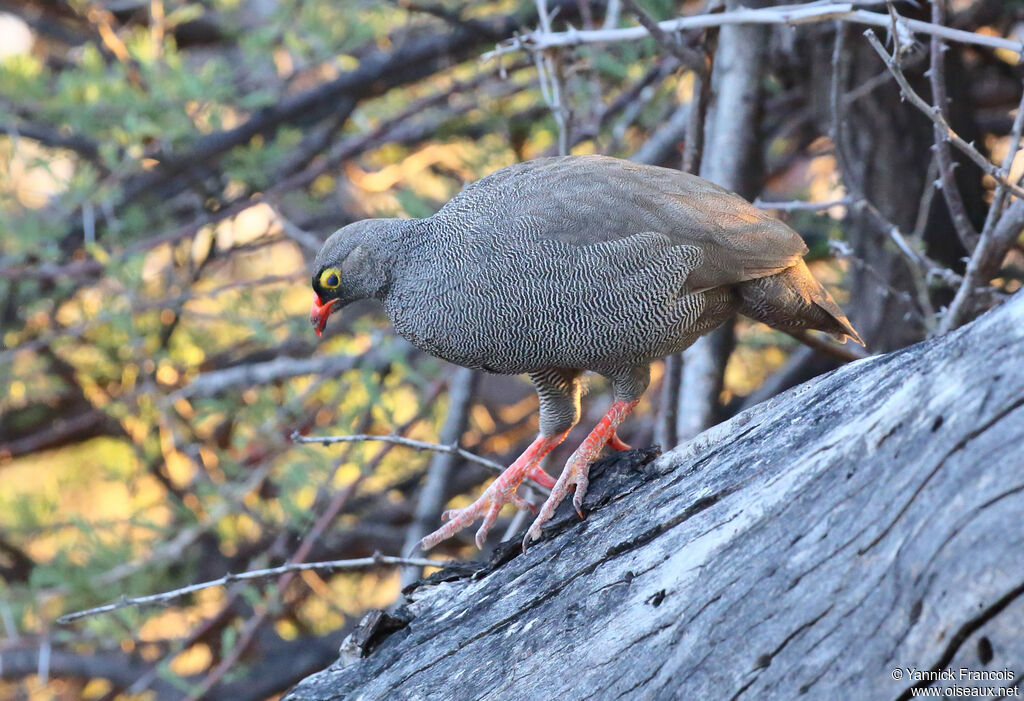 Francolin à bec rougeadulte, habitat, composition