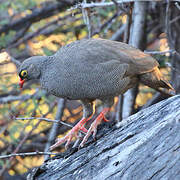 Red-billed Spurfowl