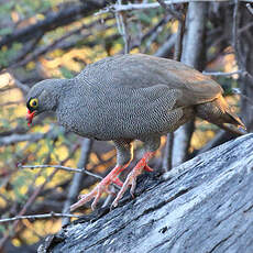 Francolin à bec rouge