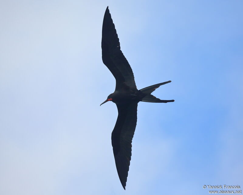 Great Frigatebird male adult, aspect, Flight