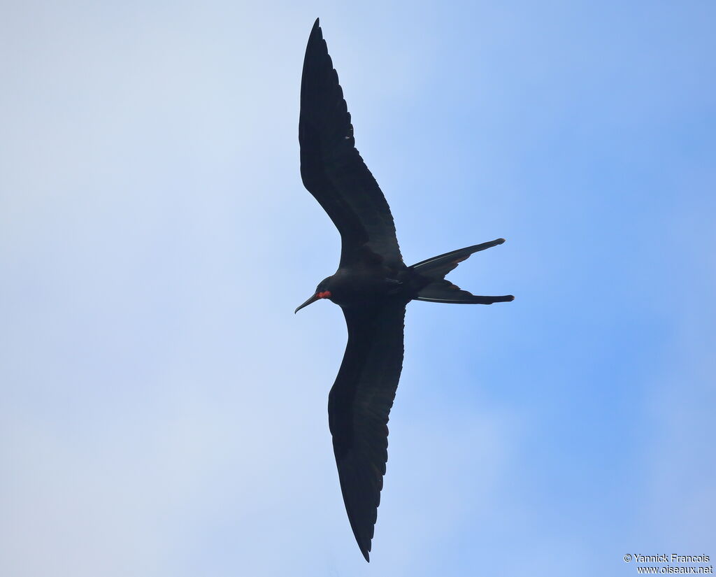 Great Frigatebird male adult, aspect, Flight