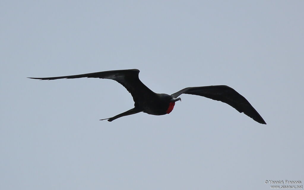 Magnificent Frigatebird male adult breeding, aspect, Flight