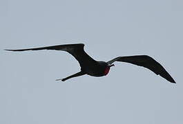 Magnificent Frigatebird