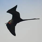 Magnificent Frigatebird