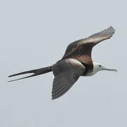 Magnificent Frigatebird