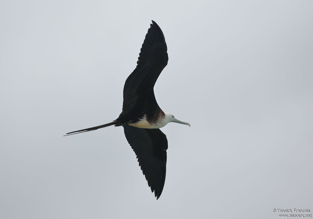 Magnificent Frigatebirdimmature, identification, aspect, Flight