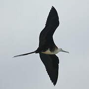 Magnificent Frigatebird